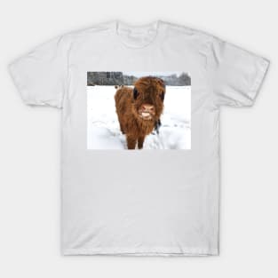 Scottish Highland Cattle Calf 1672 T-Shirt